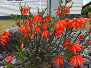 ERICA WINTER FIRE 2.5L