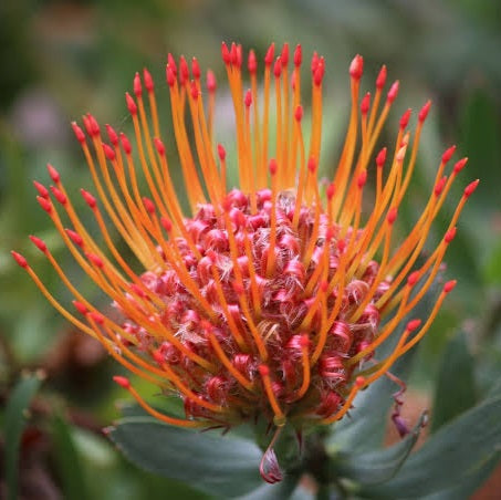 LEUCOSPERMUM DISCO 1.5L