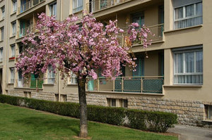 PRUNUS SERRULATA KIKU-SHIDARE SAKURA 1.8M