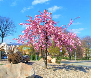 PRUNUS SERRULATA KIKU-SHIDARE SAKURA 1.8M