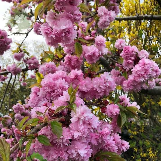 PRUNUS SERRULATA KIKU-SHIDARE SAKURA 1.8M