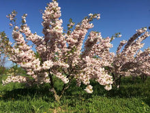 Load image into Gallery viewer, PRUNUS SERRULATA SHIMIDZU SAKURA 1.5M PB28
