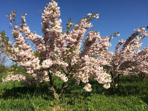 PRUNUS SERRULATA SHIMIDZU SAKURA 1.8M PB28