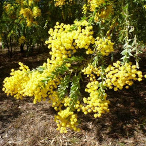 ACACIA VESTITA