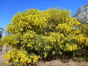 ACACIA VESTITA