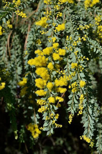 ACACIA VESTITA