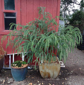 ACACIA VESTITA