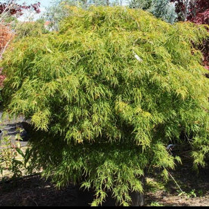 ACER DISSECTUM VIRIDIS PB28