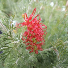 Load image into Gallery viewer, GREVILLEA SEA SPRAY
