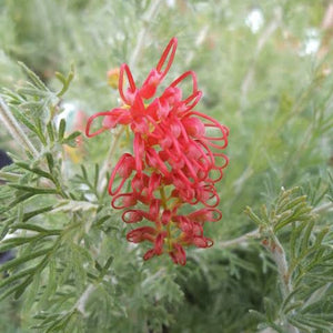 GREVILLEA SEA SPRAY