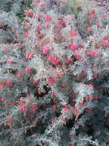 GREVILLEA SEA SPRAY