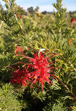 Load image into Gallery viewer, GREVILLEA SEA SPRAY
