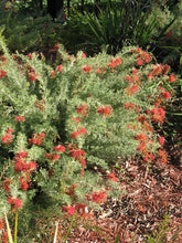 Load image into Gallery viewer, GREVILLEA SEA SPRAY
