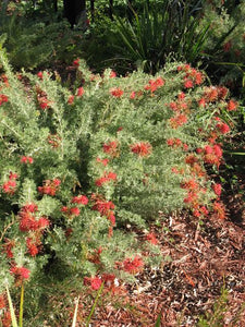 GREVILLEA SEA SPRAY