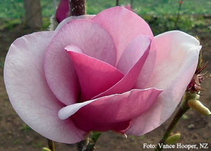 MAGNOLIA CLEOPATRA PB28