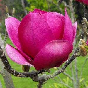 MAGNOLIA CLEOPATRA PB28