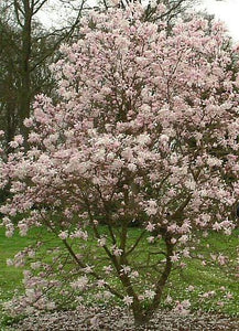 MAGNOLIA STELLATA DAWN 15.0L