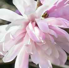 Load image into Gallery viewer, MAGNOLIA STELLATA DAWN 15.0L
