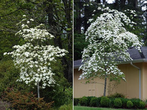 CORNUS FLORIDA EDDIE WHITE WONDER PB18