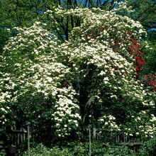 Load image into Gallery viewer, CORNUS FLORIDA EDDIE WHITE WONDER PB18
