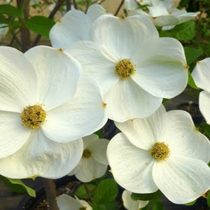 CORNUS FLORIDA EDDIE WHITE WONDER PB18