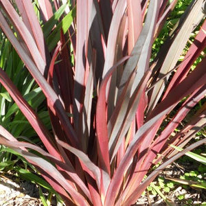 PHORMIUM ROYAL FLUSH 3.3L