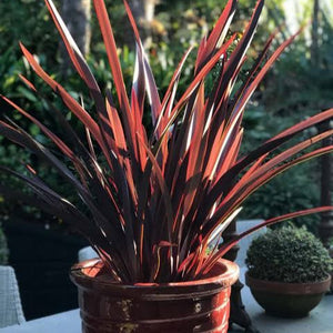 PHORMIUM ROYAL FLUSH 3.3L