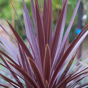 CORDYLINE HIGH GLOSS 3.3L