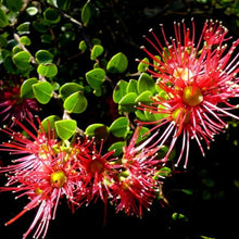 Load image into Gallery viewer, METROSIDEROS CARMINEA FERRIS WHEEL 2.5L
