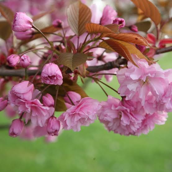 PRUNUS SERRULATA KANZAN 1.5M PB28