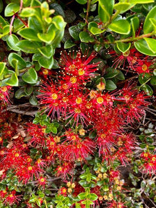 METROSIDEROS CARMINEA CRIMSON RATA AKAKURA 1.5L