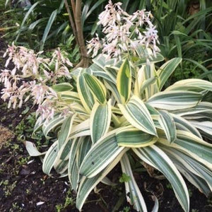 ARTHROPODIUM GOLDEN FOUNTAIN RENGA RENGA LILY 1.5L