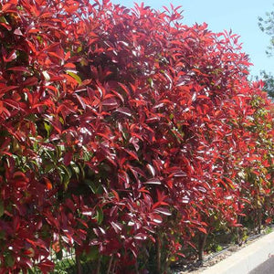 PHOTINIA SUPER RED 1.5L