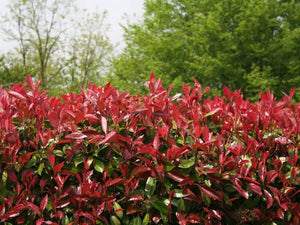 PHOTINIA RED ROBIN PB18