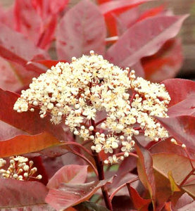 PHOTINIA RED ROBIN PB18