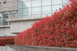 PHOTINIA RED ROBIN PB18