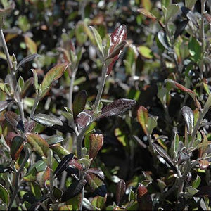 COROKIA BRONZE KING