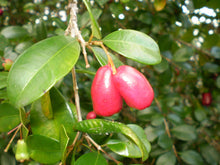 Load image into Gallery viewer, SYZYGIUM AUSTRALE HEDGEMASTER LILLY PILLY 3.5L
