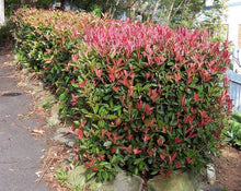 Load image into Gallery viewer, SYZYGIUM AUSTRALE HEDGEMASTER LILLY PILLY 3.5L
