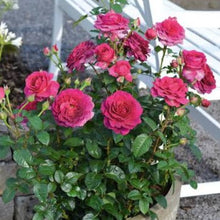 Load image into Gallery viewer, ROSE BUSH HYBRID TEA SHOWPIECE BERRY
