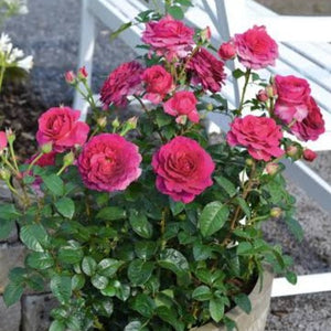 ROSE BUSH HYBRID TEA SHOWPIECE BERRY