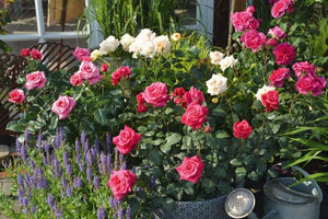 ROSE BUSH HYBRID TEA SHOWPIECE BERRY