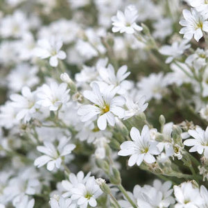 CERASTIUM TOMENTOSUM SNOW IN SUMMER 1.0L