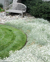 Load image into Gallery viewer, CERASTIUM TOMENTOSUM SNOW IN SUMMER 1.0L
