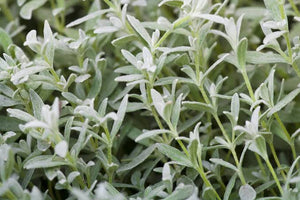 CERASTIUM TOMENTOSUM SNOW IN SUMMER 1.0L