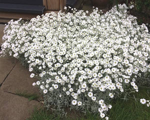 CERASTIUM TOMENTOSUM SNOW IN SUMMER 1.0L