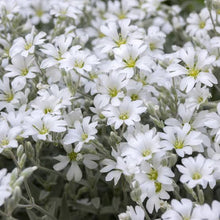 Load image into Gallery viewer, CERASTIUM TOMENTOSUM SNOW IN SUMMER 1.0L
