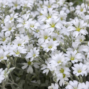 CERASTIUM TOMENTOSUM SNOW IN SUMMER 1.0L