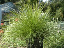 Load image into Gallery viewer, LOMANDRA EASY AS 1.5L
