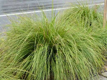 Load image into Gallery viewer, LOMANDRA EASY AS 1.5L
